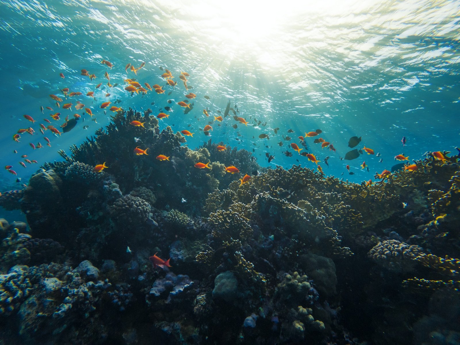 Coral Reef Red Sea Egypt