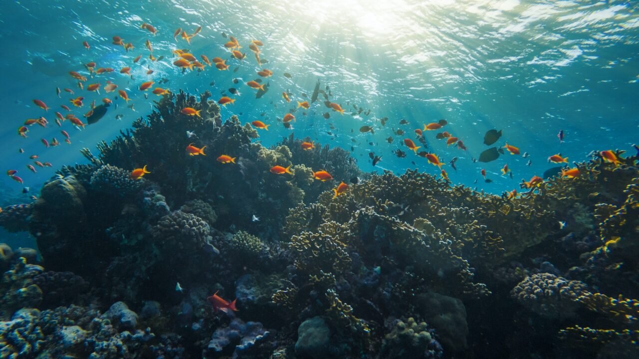 Coral Reef Red Sea Egypt